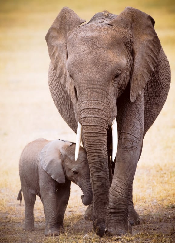 Olifant & Baby 1000 stukjes
[mwwsrc:2d70eb176aaac25a3f5a0916d8388c2a233e1c14.jpg]
