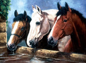 Verven op nummer Paarden Royal & Langnickel
[mwwsrc:97731e4abe3fdfb33c7143b96fadb7ef429639d2.jpg]