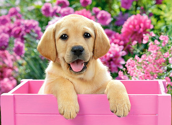 Labrador puppy in pink box Castorland B-030071
[mwwsrc:9d95fe8415aa352a7948545ea64ce1e961193f01.jpg]