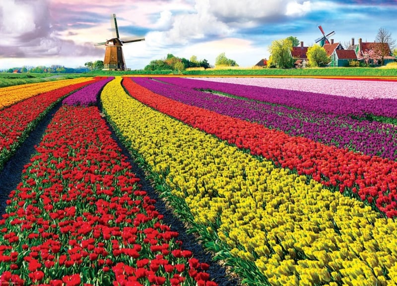 Tulip Fields, Tulpen Velden
[mwwsrc:a83e79c89b47b581f96f0d79ab357f1f53e89d97.jpg]